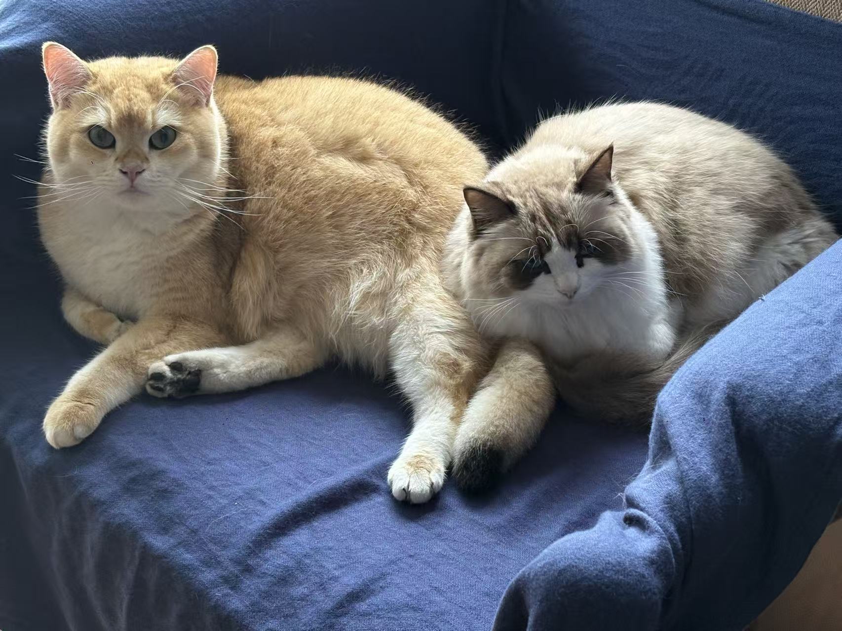 猫咪