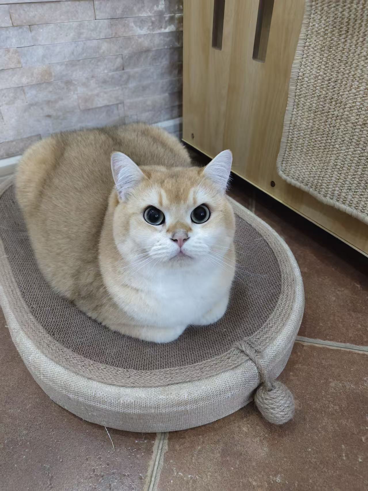 猫咪